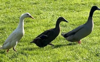 pangasinan walker|American viscountess's pet duck Quackers strangled by dog walker.